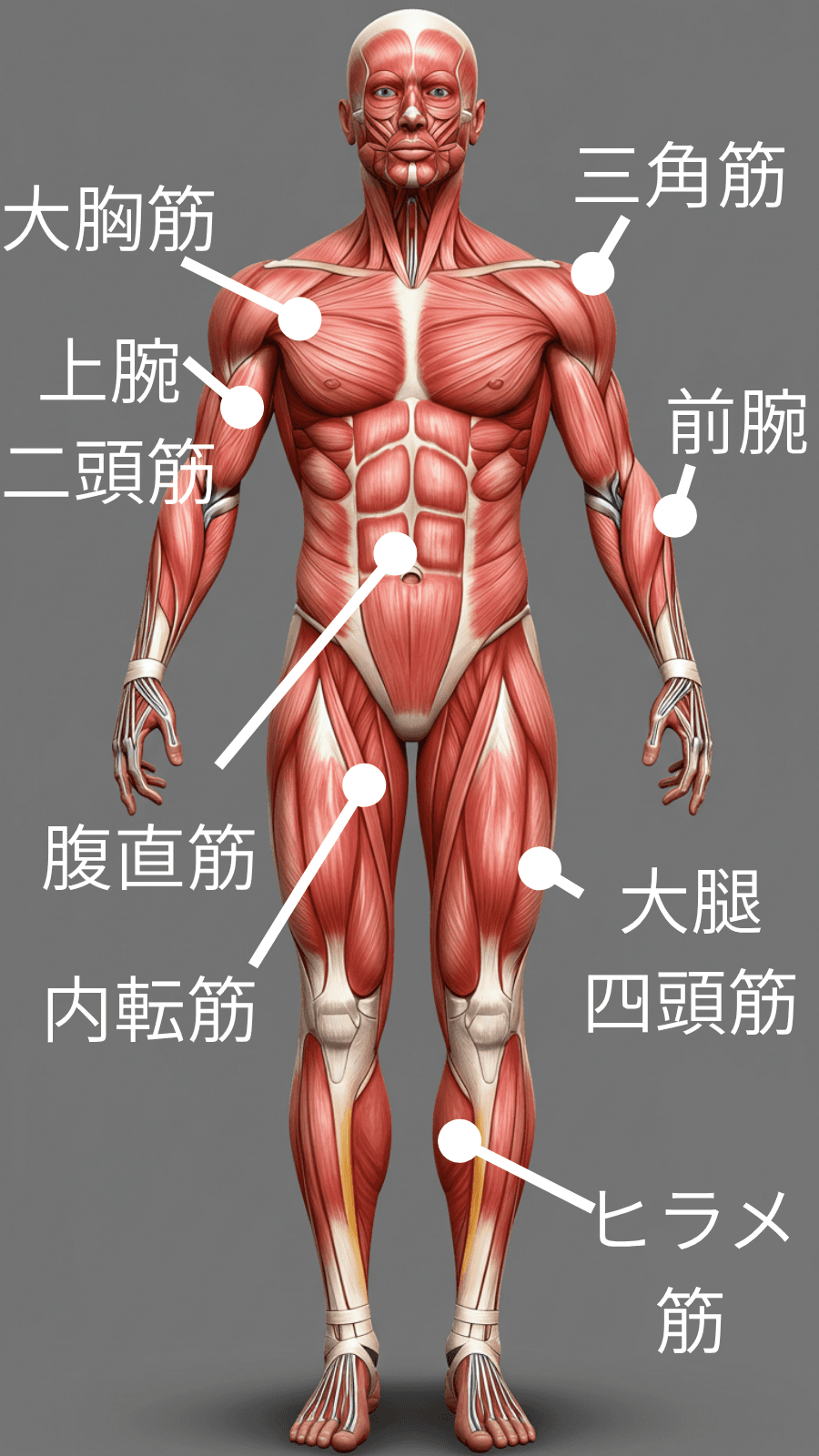 体の前面の筋肉の解剖図